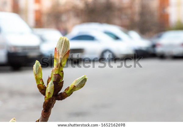 Bud on a tree horse chestnut in\
spring in background of cars. plants in city. Greening\
yards.