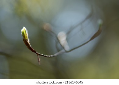 bud on a tree, spring new shoot, single branch