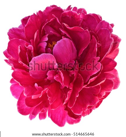 Bud of peony flower bright red or purple in artificial light, isolated on white background