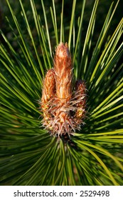 Bud of a pine tree in the middle of needles