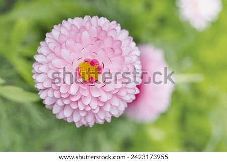 bud of a pink daisy on a background of green grass, top view. copy space