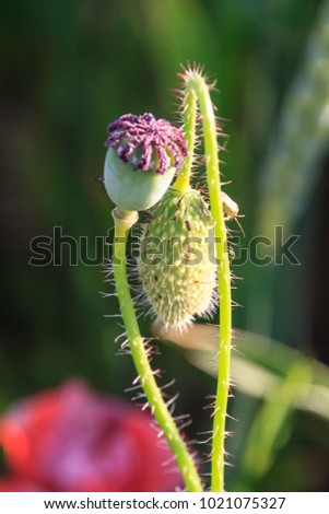 Similar – Image, Stock Photo And once again the three friends…