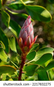 Bud Of A Protea Cynaroides Little Prince Bush In Garden