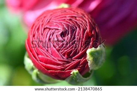 Bud of a red ranunculus
