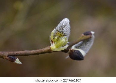 Bud of a Salix caprea, known as goat willow, pussy willow or great sallow in early spring - Shutterstock ID 2249661107