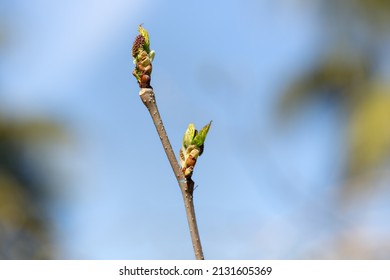 A Bud That Turns Into A Leaf On A Branch Reaching Towards The Sky. Spring, Revival Concept.