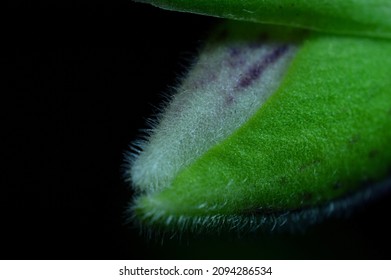 A Bud Of The Venus Slipper