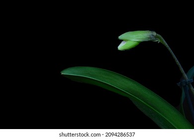 A Bud Of The Venus Slipper