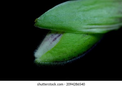 A Bud Of The Venus Slipper