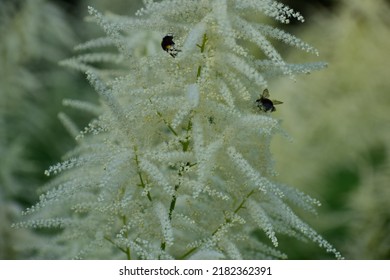 Bud Of Very Small White Flowers Close-up. Fluffy White Inflorescences. Bee On Flowers. Beautiful Bokeh. Blurred Background, No People. Nature Background