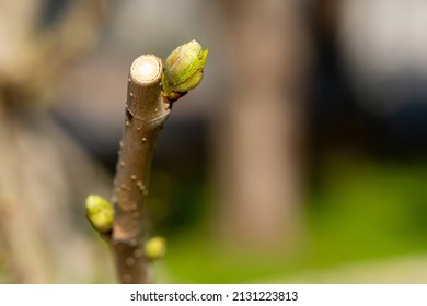 A Bud Waiting To Turn Into A Leaf On A Fruit Tree Branch. Spring, Revival, Renewal Concept.