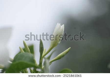 A bud of a white flower in the rain.