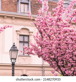 BUDAPEST, HUNGARY - 16 APRIL, 2022: Spring Cityscape With Blooming Cherry Trees On Tóth Árpád Promenade, Buda Castle District