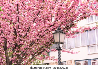 BUDAPEST, HUNGARY - 16 APRIL, 2022: Spring Cityscape With Blooming Cherry Trees On Tóth Árpád Promenade, Buda Castle District