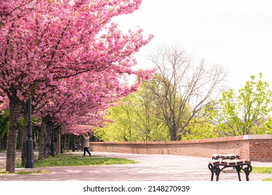 BUDAPEST, HUNGARY - 16 APRIL, 2022: Spring Cityscape With Blooming Cherry Trees On Tóth Árpád Promenade, Buda Castle District