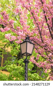 BUDAPEST, HUNGARY - 16 APRIL, 2022: Spring Cityscape With Blooming Cherry Trees On Tóth Árpád Promenade, Buda Castle District