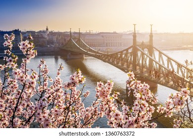 In site cherry dating Budapest blossoms Cherry Blossoms