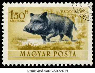 BUDAPEST, HUNGARY - March 20, 2015: A Stamp Printed In Hungary Shows Image Of Wild Pig - Sus Scrofal, Circa 1953