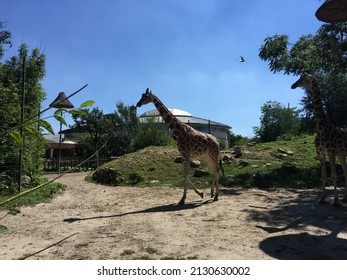 Budapest Zoo Giraffe In Summer