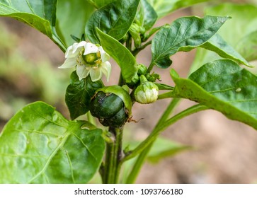 Bell Pepper Flower Stock Photos Images Photography Shutterstock