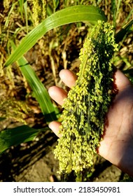 Budbud Kabog In The Philippines Local Delicacy