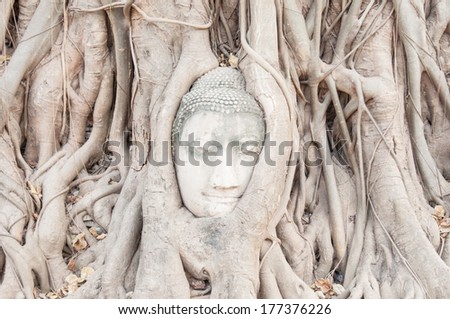 Buddha figure overgrown by fig in Wat Mahatat in Ayutthaya historic park