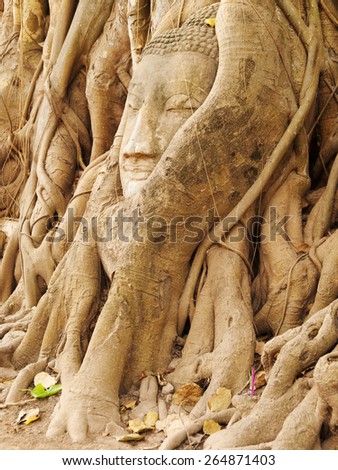 Buddha figure overgrown by fig roots in Wat Mahatat in Ayutthaya historic park, Thailand. Only the head has remained. This ancient temple was built during the 14th century.