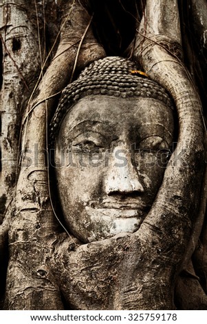 Buddha figure overgrown by fig roots in Wat Mahatat in Ayutthaya historic park, Thailand. Only the head has remained. This ancient temple was built during the 14th century.