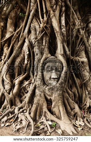 Buddha figure overgrown by fig roots in Wat Mahatat in Ayutthaya historic park, Thailand. Only the head has remained. This ancient temple was built during the 14th century.