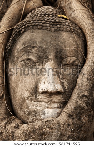 Buddha figure overgrown by fig roots in Wat Mahatat in Ayutthaya historic park, Thailand. 