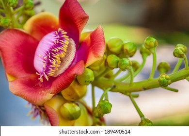 ficus religiosa flower