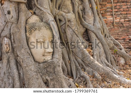 Buddha head embedded in a Banyan Tree in Ayutthaya, Thailand