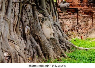 A Buddha head in the tree