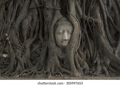 Buddha head in the tree