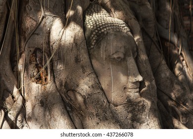 Buddha head in tree