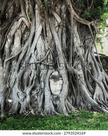The Buddha head in tree roots