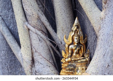 buddha image in the tree