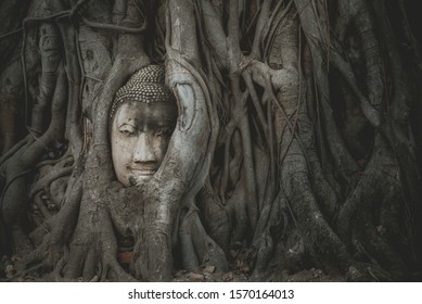 buddha statue head inside the root elder tree