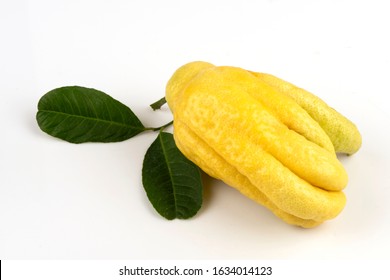 Buddha's fingers, Buddha’s hand, Fingered citron,fresh fruit on a white background.