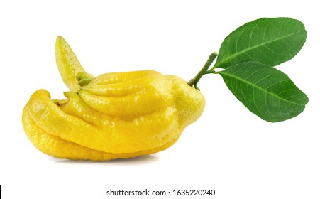 Buddha's fingers, Buddha’s hand, Fingered citron,fresh fruit on a white background and clipping path.
