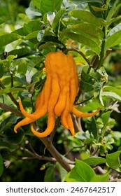 Buddha's hand fruit: unique, aromatic citrus delicacy
