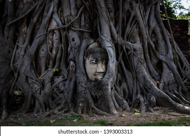 Buddha's head in the roots of a tree.