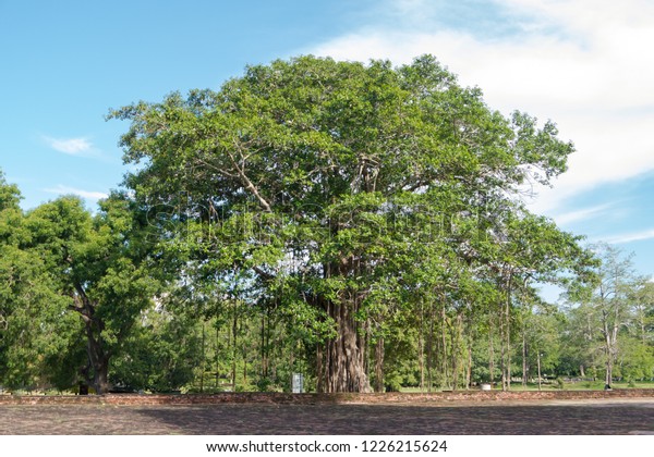 Buddhist Bodhi Tree Ficus Religiosa Sri Stock Photo (Edit Now) 1226215624