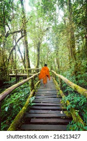 Buddhist monk at wooden bridge in misty tropical rain forest. Sun beams shining through trees at jungle landscape. Travel background at Doi Inthanon Park, Thailand