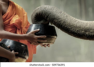 Buddhist novice monks collect foods from elephant