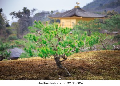 Buddhist Zen Temple Of Rinzai School. One Of The Iconic Place In Japan.