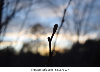 Budding