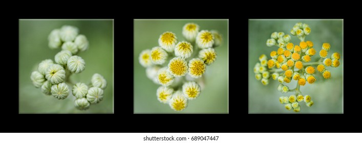 Budding Beauty Triptych