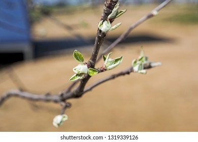 budding branches in the spring - selective focus