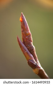 Budding cottonwood shoot against a blurred green background.